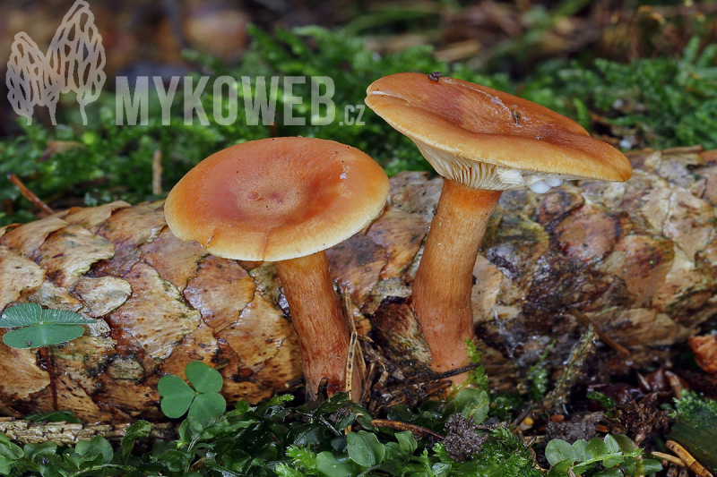 Lactarius tabidus