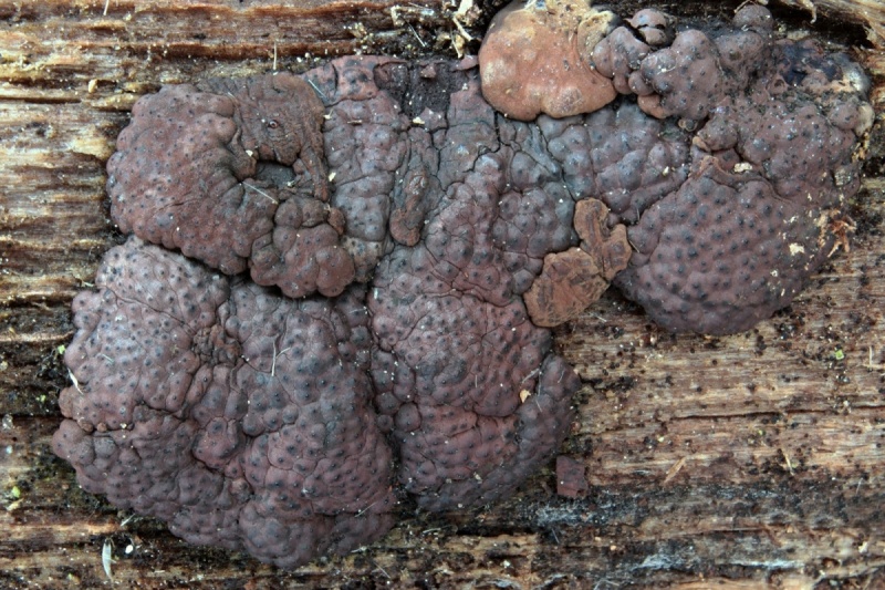 Annulohypoxylon multiforme