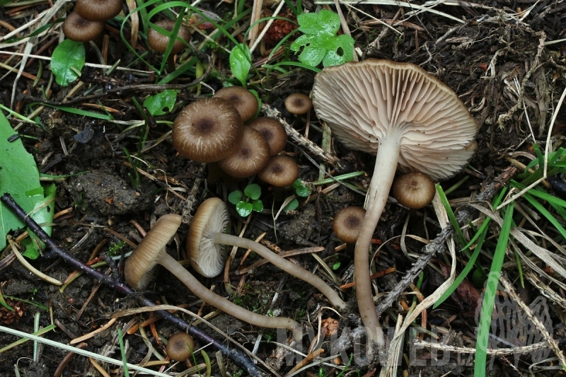 Entoloma politum