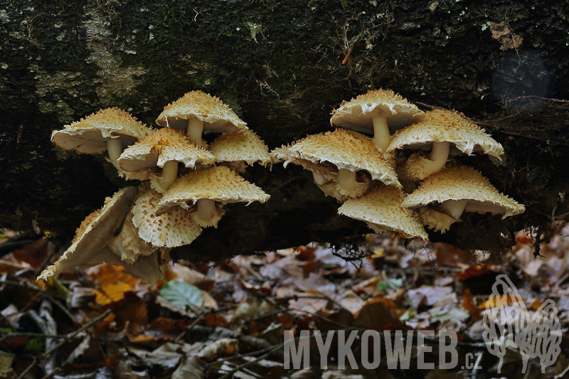 Pholiota squarrosoides