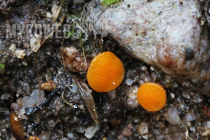 Lamprospora crechqueraultii