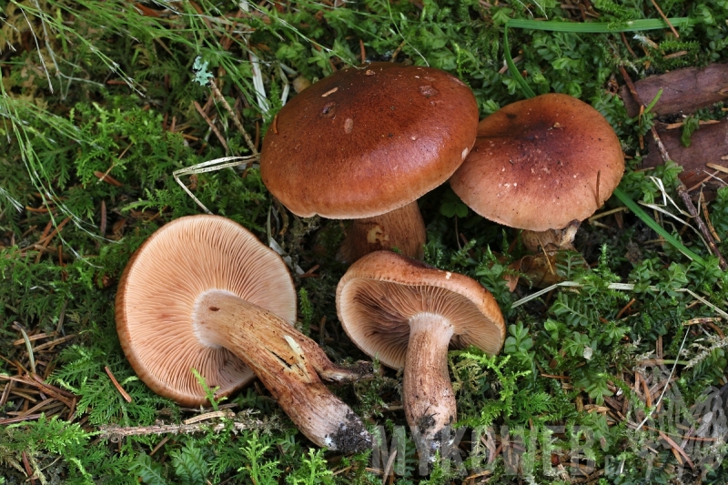 Tricholoma fulvum