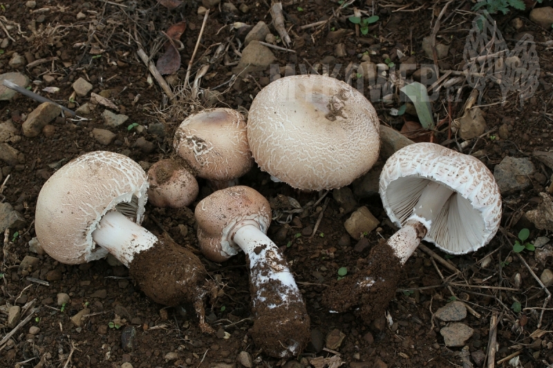 Macrolepiota excoriata