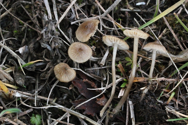 Mycena atropapillata