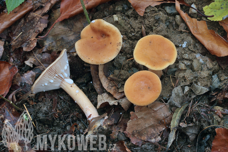 Lactarius subdulcis