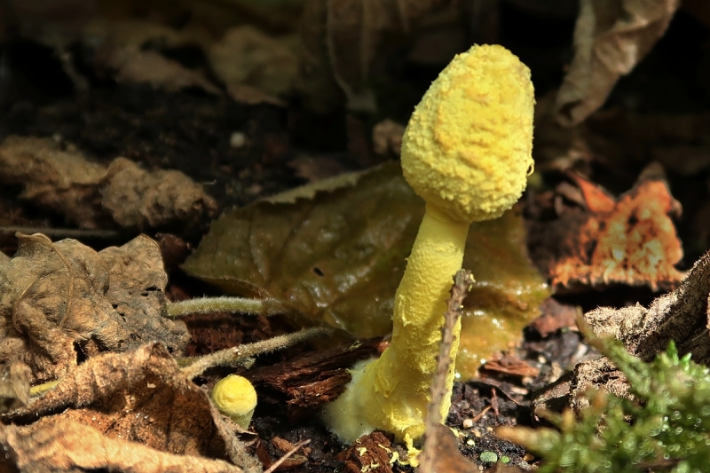 Leucocoprinus birnbaumii