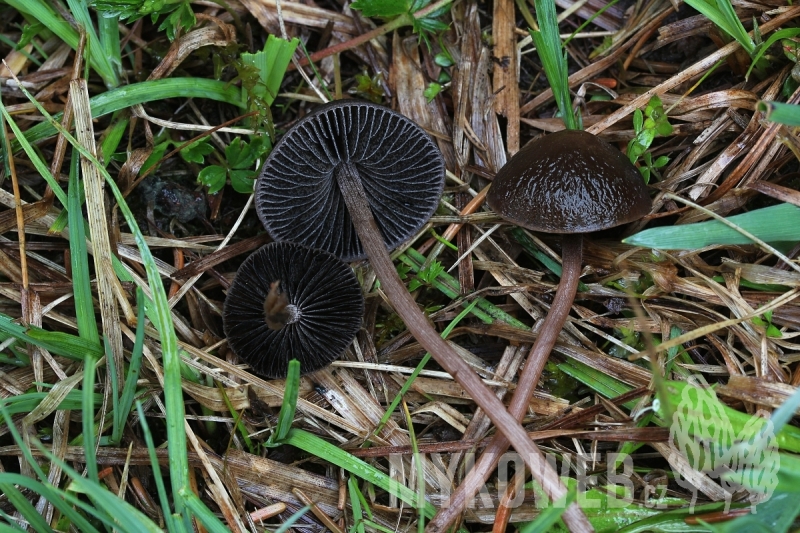 Panaeolus olivaceus