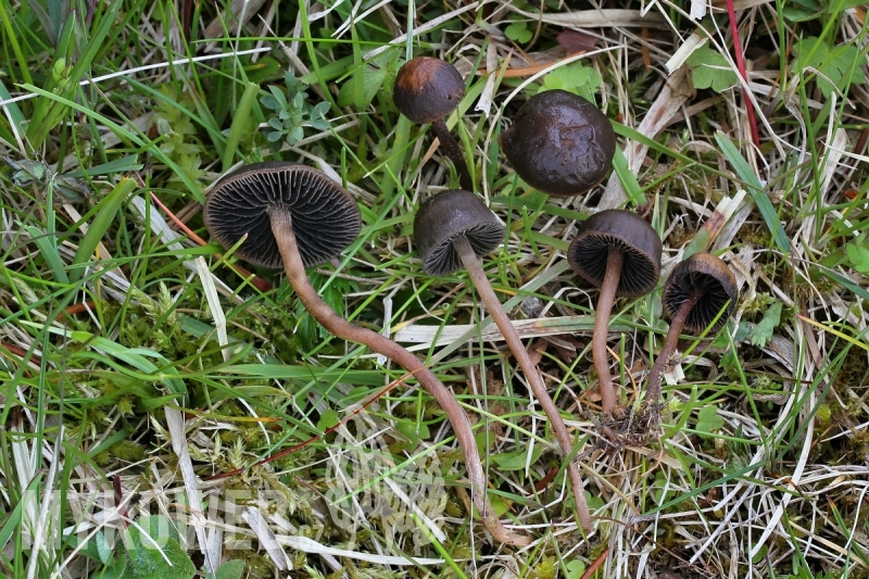 Panaeolus fimicola