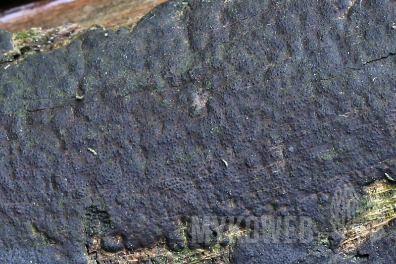 Biscogniauxia cinereolilacina