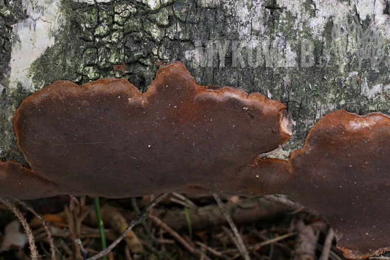 Phellinus laevigatus