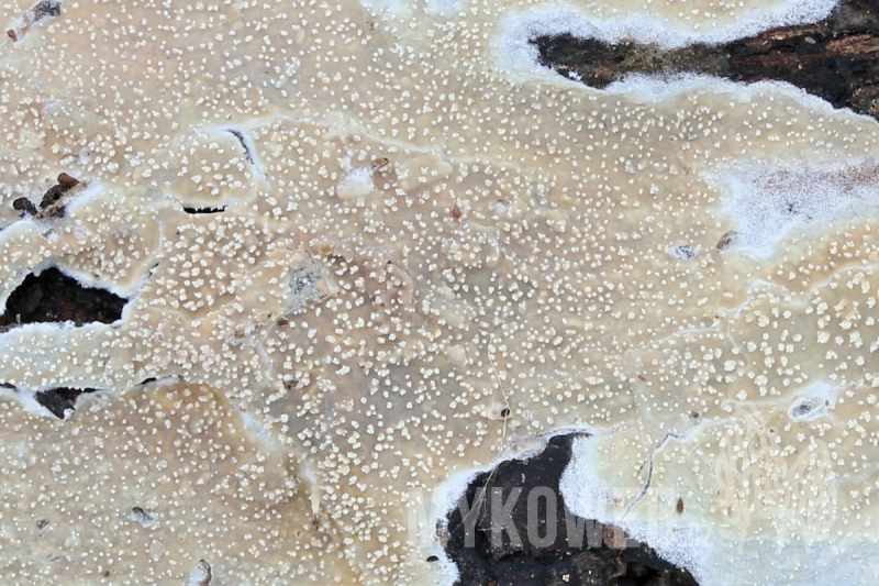 Basidioradulum crustosum