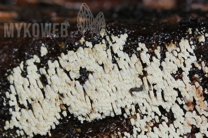 Henningsomyces puber