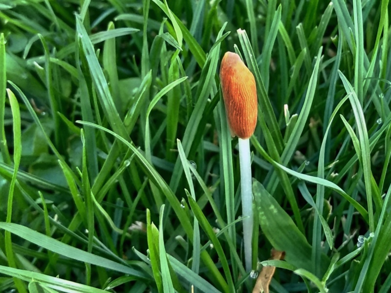 Conocybe deliquescens