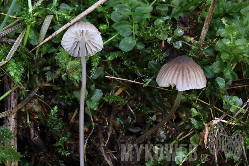 Mycena latifolia