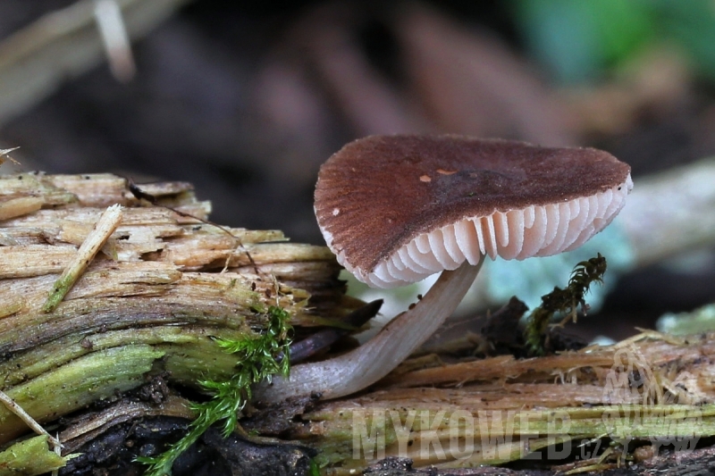 Pluteus satur