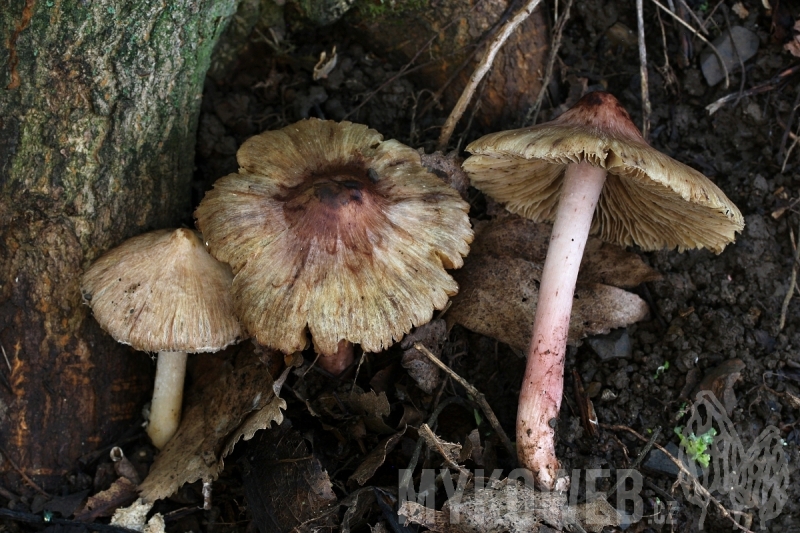 Inocybe adaequata