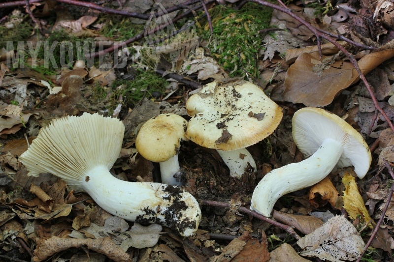 Russula farinipes