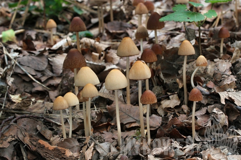 Psathyrella conopilea