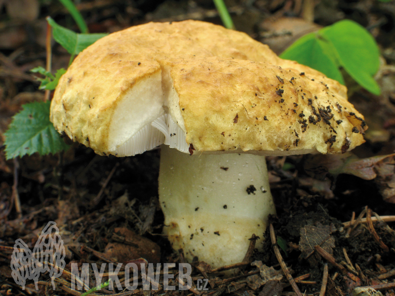 Gyroporus cyanescens