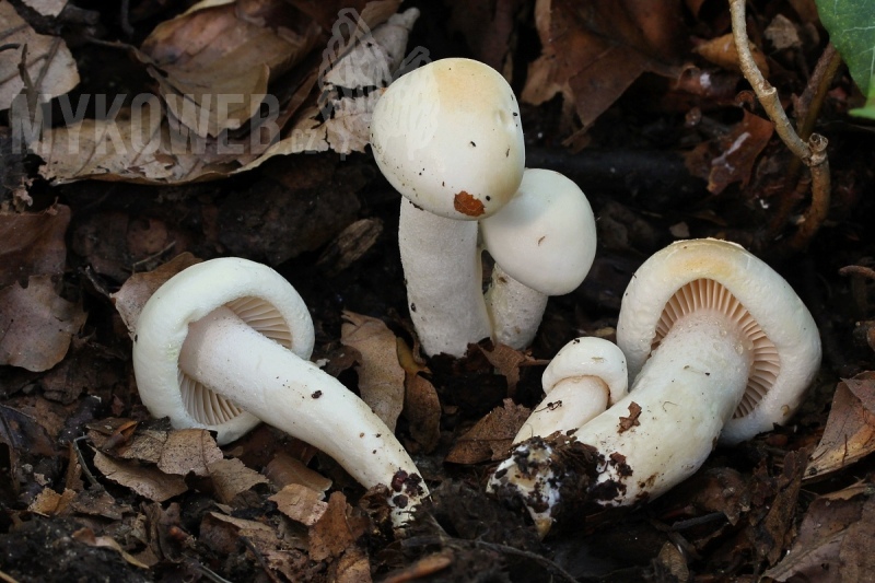 Hygrophorus discoxanthus