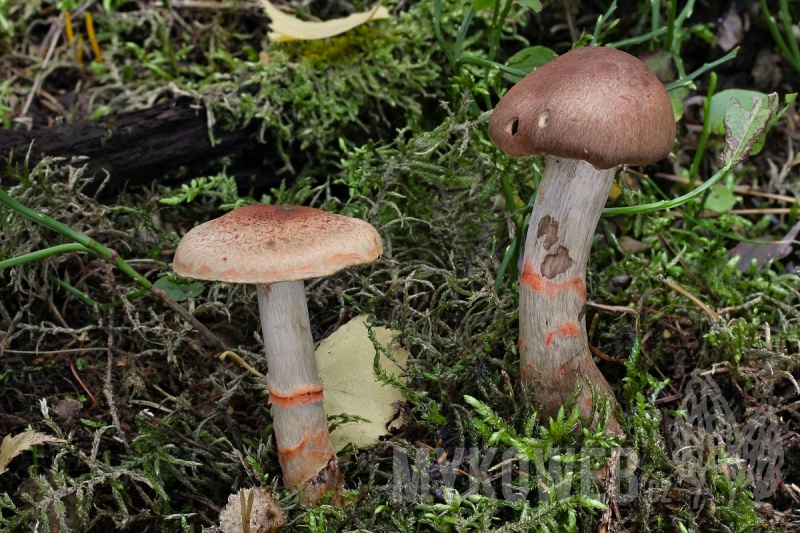 Cortinarius armillatus
