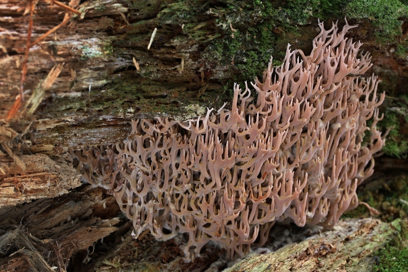 Ramaria rubella