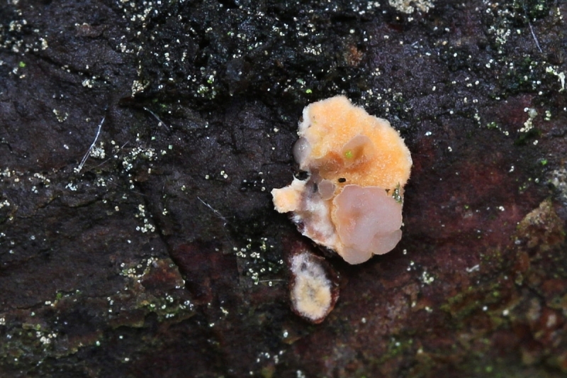 Tremella mycetophiloides