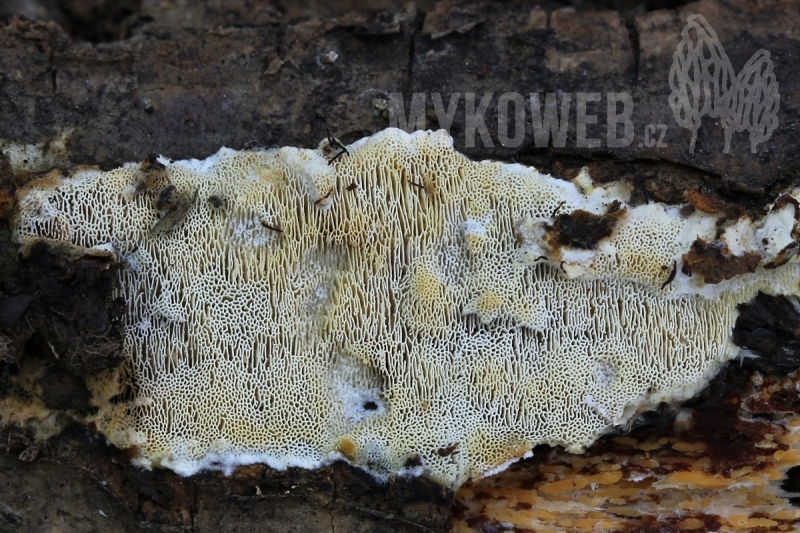 Skeletocutis nemoralis