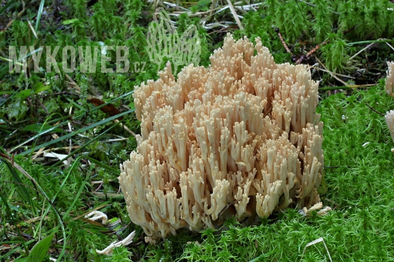 Ramaria pallidosaponaria