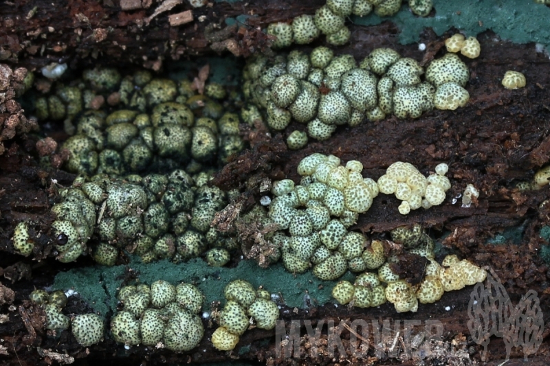 Hypocrea strictipilosa