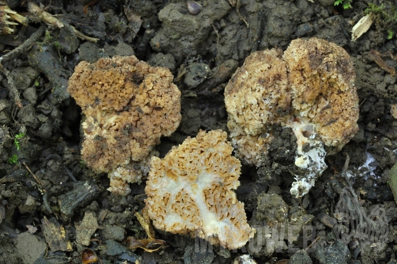 Gautieria graveolens