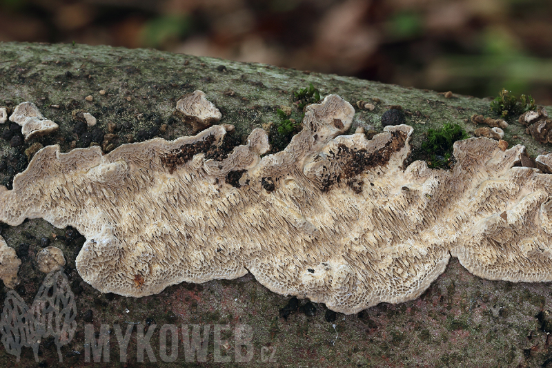 Datronia mollis