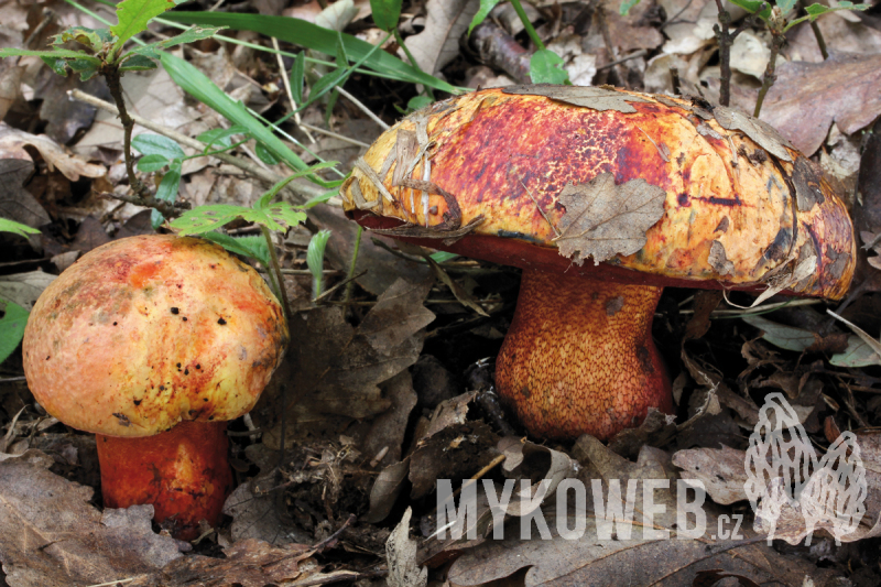 Boletus luteocupreus