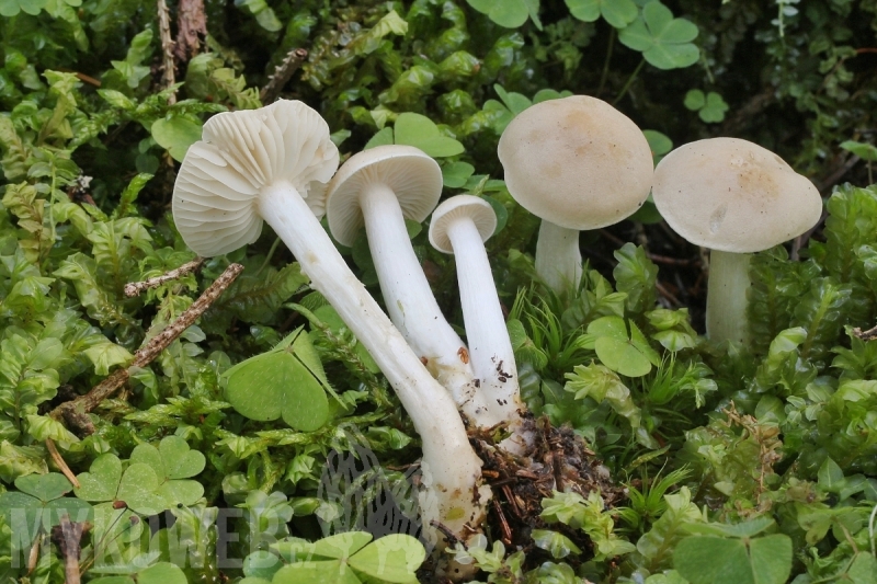 Tricholoma inamoenum