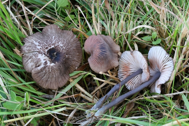 Entoloma poliopus