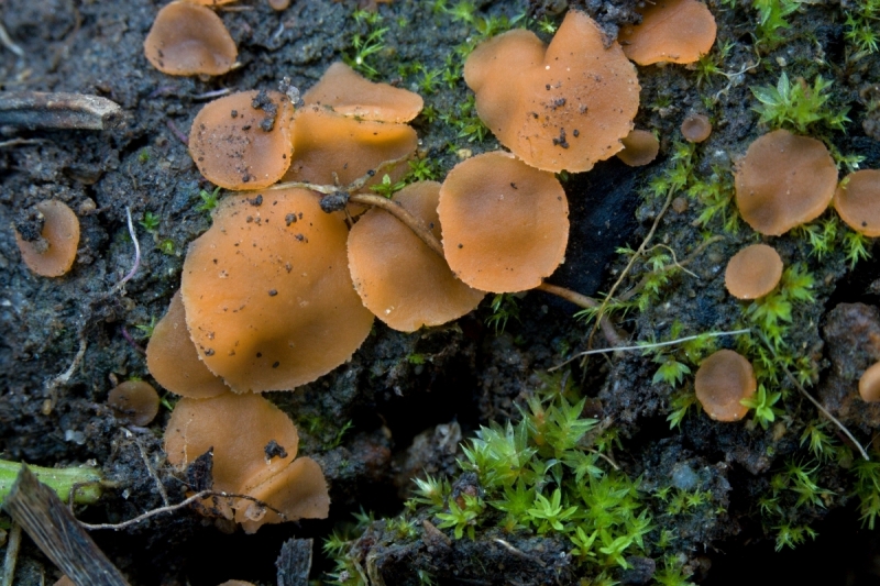 Cupulina ascophanoides