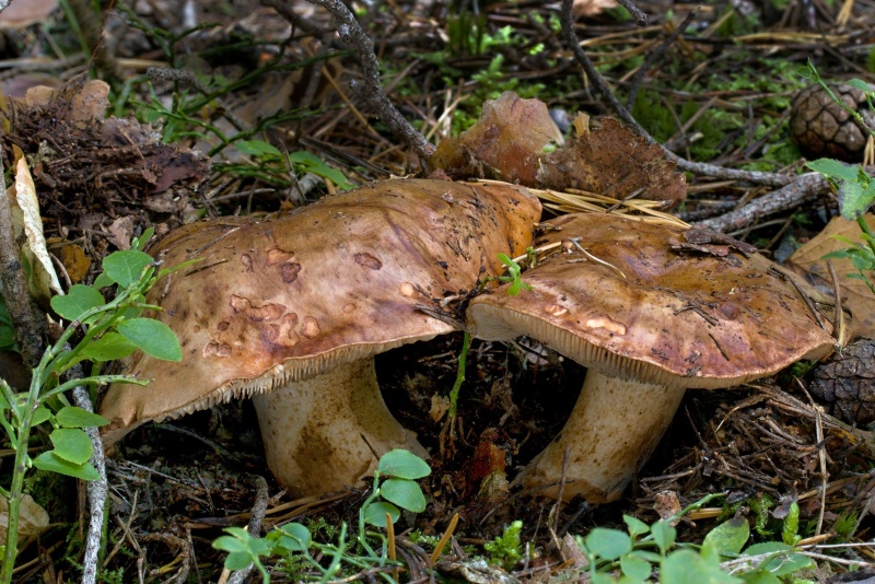 Tricholoma colossus