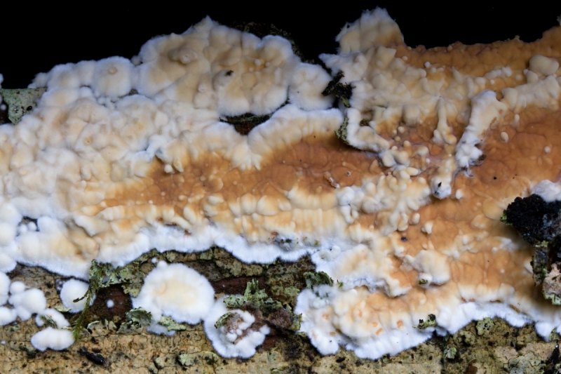Dacryobolus karstenii