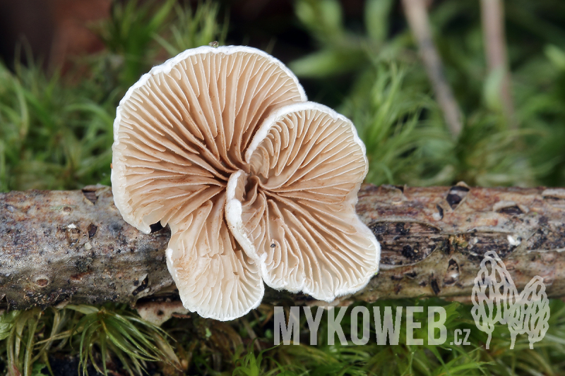 Crepidotus variabilis