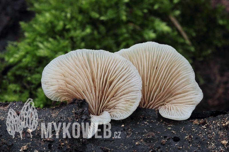 Crepidotus mollis