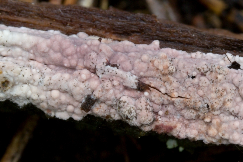 Hyphoderma roseocremeum