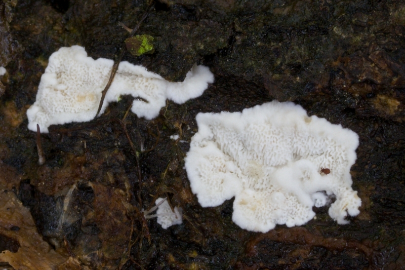 Antrodiella onychoides