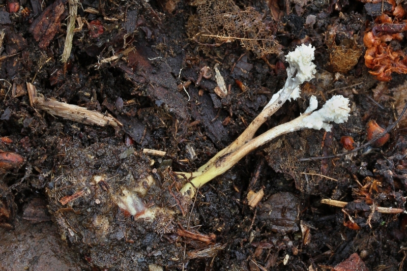Cordyceps tuberculata