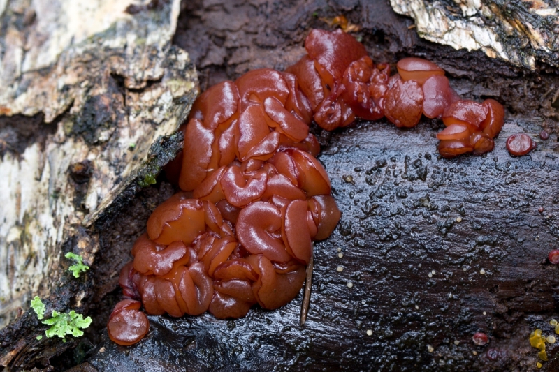 Ascocoryne inflata