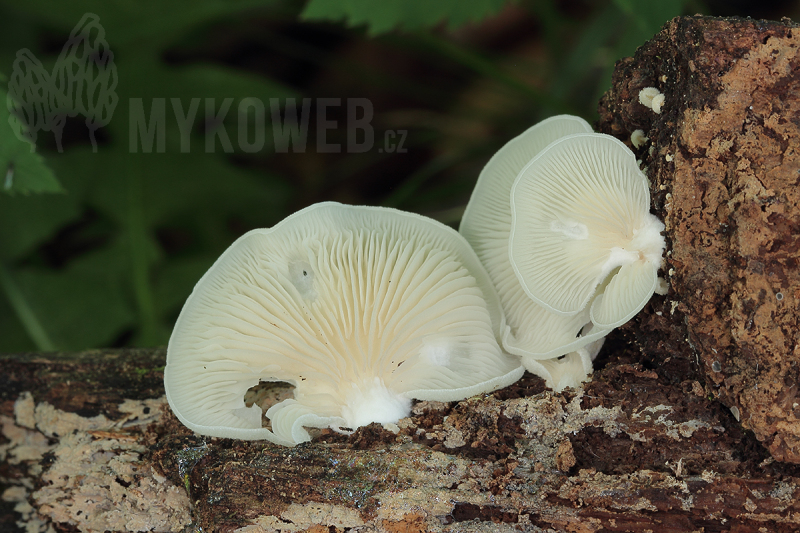 Crepidotus malachius