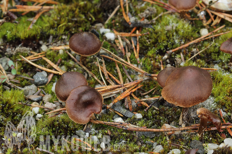 Cortinarius helobius