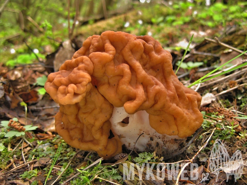 Gyromitra gigas