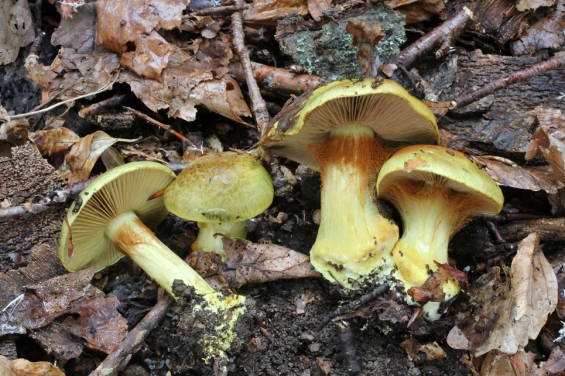 Cortinarius odoratus