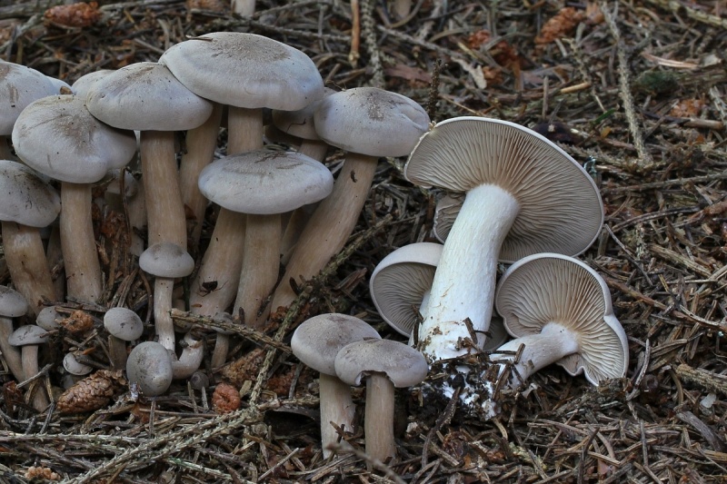 Lepista ovispora