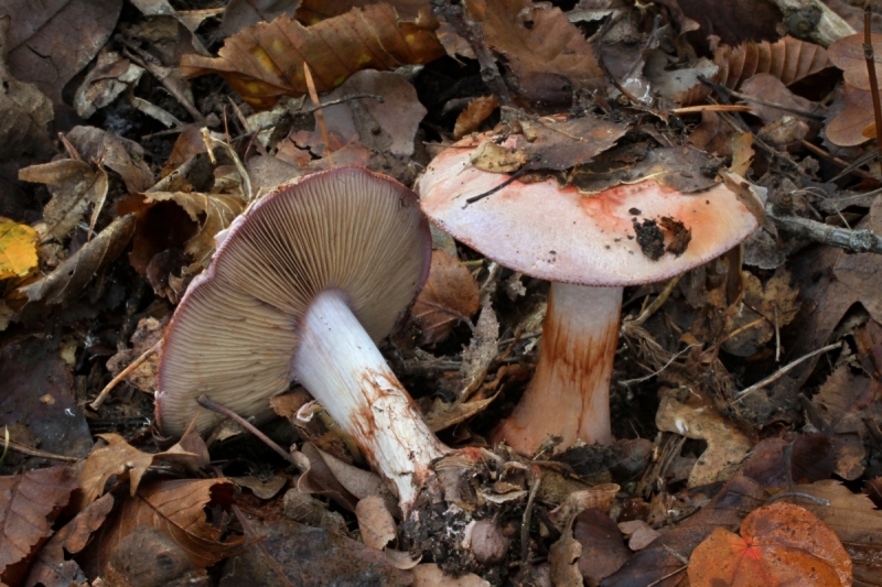 Cortinarius rufo-olivaceus